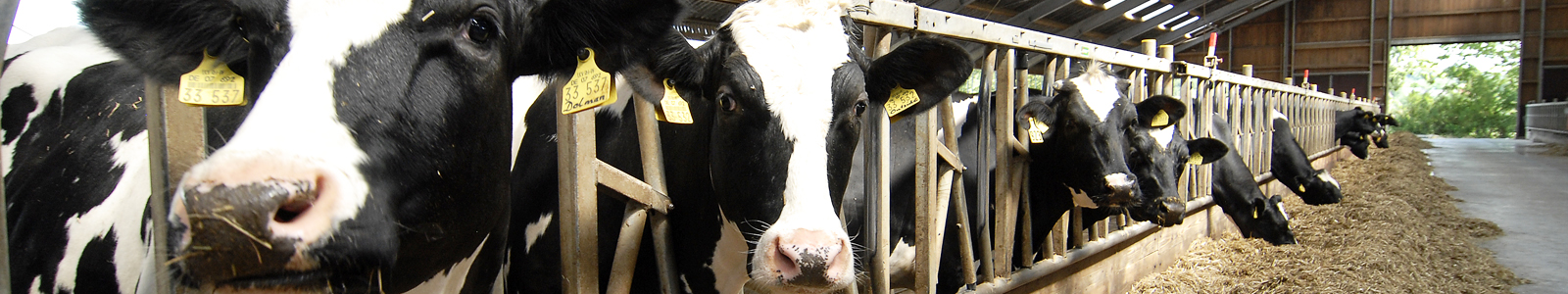 Kühe im Stall im Fressgitter ©DLR